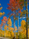 September Aspen Portrait